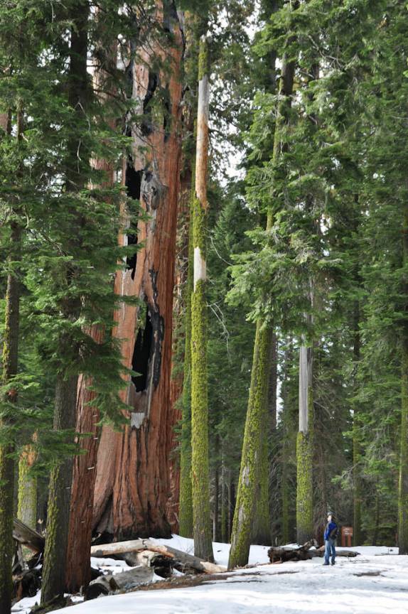 Admirando as árvores gigantes no Sequoia National Park, na Califórnia - EUA